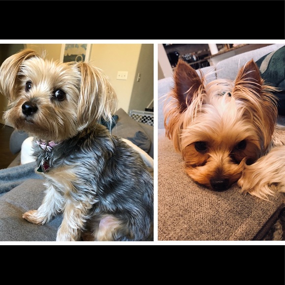 Meet your Posher, Meredith - Picture 4 of 11